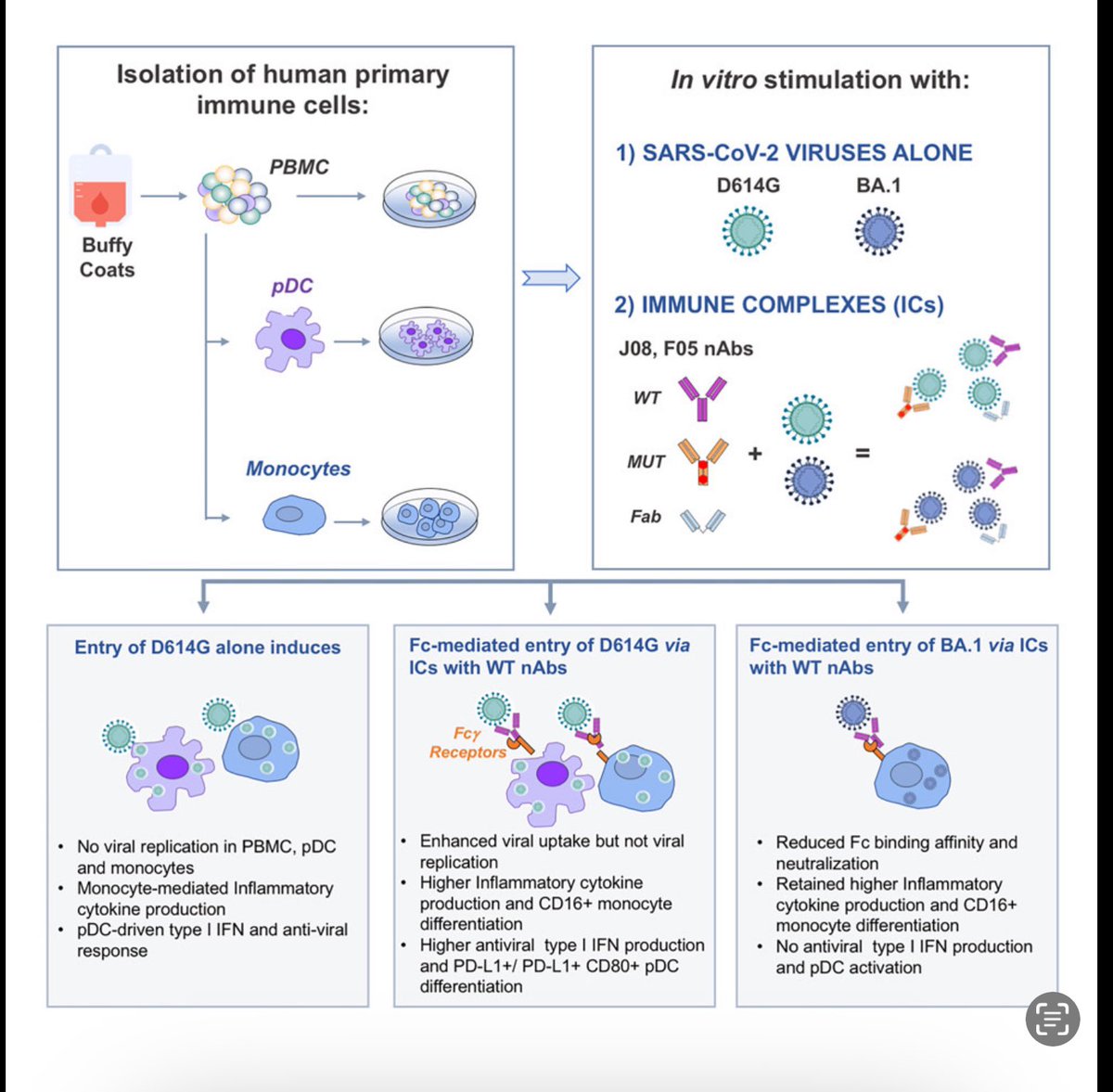 #Publichealth #Immunology #Viralimmunology Recent findings on #COVID19 & anti-#SARSCoV2 mRNA-based vaccination, strongly support the vision that Fc-FcγR responses do not only mediate effector functions to control infection, but they also possess strong immune-regulatory features…