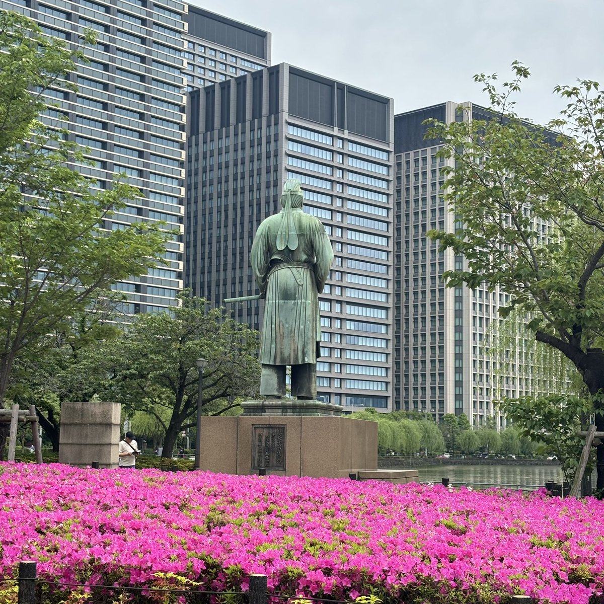 昭和の日 竹橋駅、気象庁前のツツジ🌺 綺麗に咲いています😊 #ゴールデンラジオ #ツツジ #ツツジ