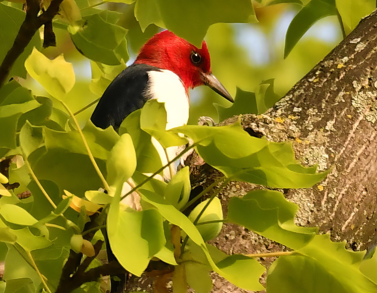 Caught a few glimpses of the very shy red-headed woodpecker in Highland Park late on Sunday afternoon.