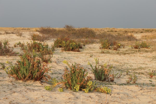 Meer weten over wat klimaatverandering voor de duinen gaat betekenen? Meld je aan voor onze bijeenkomst ter ere van de #DagvandeDuinen op de Pier in Scheveningen. 

Experts vertellen je o.a. over wat klimaatverandering doet met biodiversiteit in de duinen: duinbehoud.nl/dag-van-de-dui…