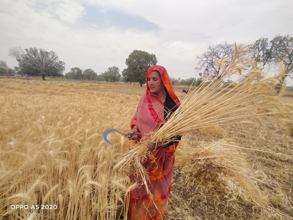 Women entrepreneurs in Bucha village were visited and briefed on post-harvest storage practices to preserve seed quality effectively.
#BASANT #womenempowerment #sustainablefarming #changemaker #BundelkhandRise #BasantInitiatives
#agricultureempowers  #empowerher #ruralwomenrise
