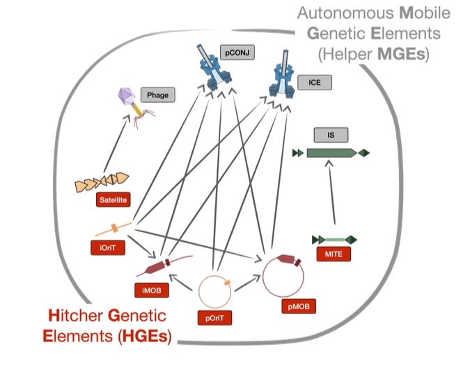 New manuscript from the lab 'Hijackers, hitchhikers, or co-drivers? The mysteries of microbial mobilizable genetic elements”. Many (most?) mobile genetic elements (hitchers) depend on helpers to transfer, which raises many mysteries(1/n) doi.org/10.32942/X2R89M