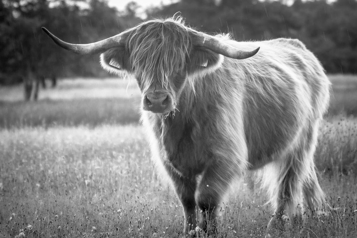 I don't shoot animals, I photograph them.  Let's see your animal photos. Pass it on.

Highland cow with impressive horns