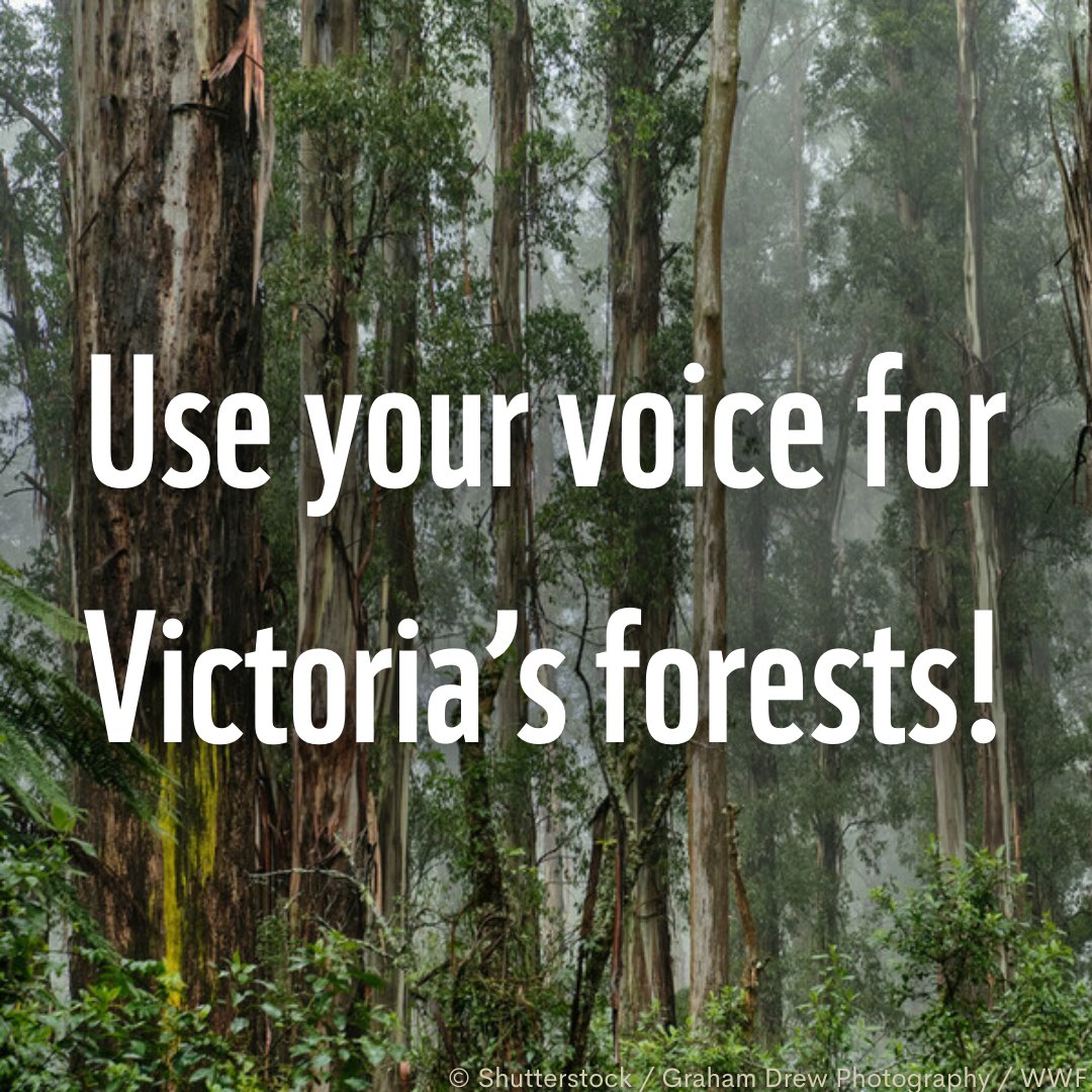 📣 Last day to have your say! 🗣️🌏 Use your voice to help shape the future of Central Highlands State Forests. This is our chance to urge the government to establish the Great Forest National Park. Together, we can make a difference: wwf.org.au/blogs/use-your…