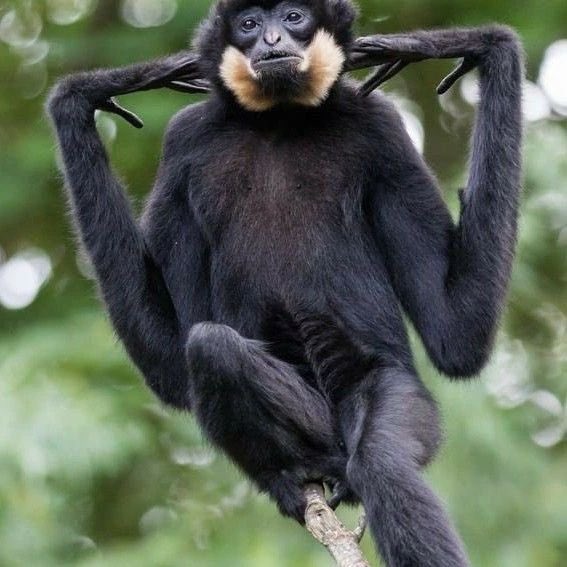 HubJaree's tweet photo. All you need to know about Apes!
1. Gibbon (Lesser Ape)
2. Orangutan 🦧
3. Gorilla 🦍
4. Chimpanzees
5. Bonobo
6. Humans
#GreatApes #SavingOurPrimates https://t.co/DoqGFqQvgx
