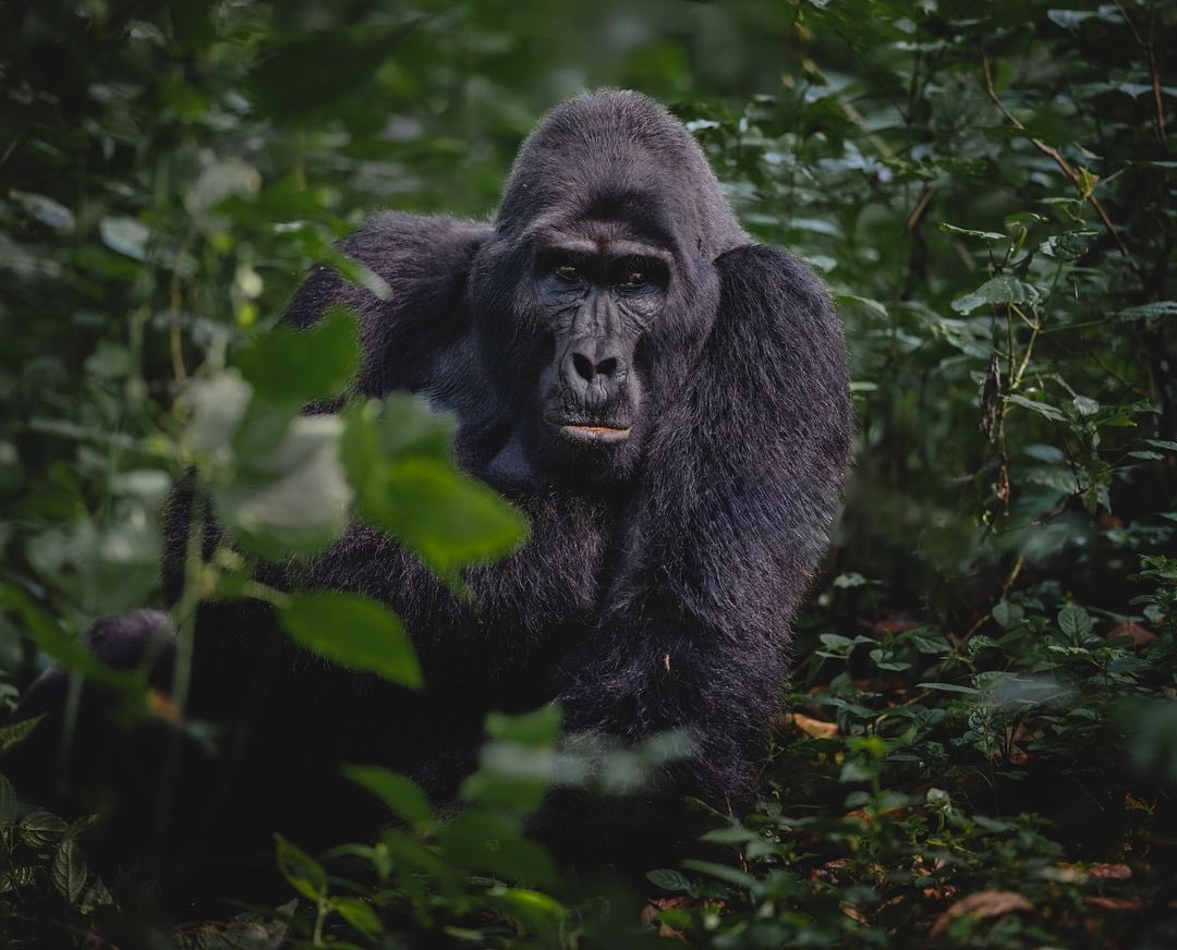 HubJaree's tweet photo. All you need to know about Apes!
1. Gibbon (Lesser Ape)
2. Orangutan 🦧
3. Gorilla 🦍
4. Chimpanzees
5. Bonobo
6. Humans
#GreatApes #SavingOurPrimates https://t.co/DoqGFqQvgx