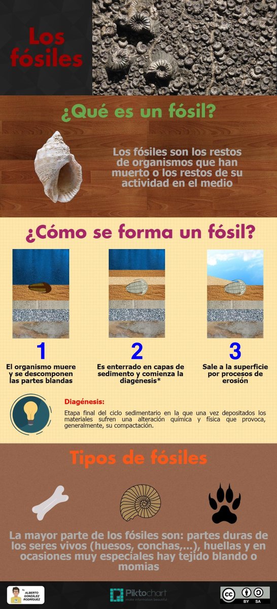 ¿Qué es un fósil?
#Paleontología #Infografía