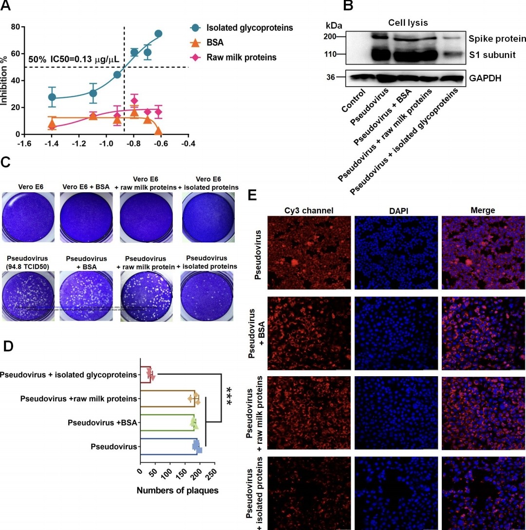 5) De-sialylated milk glycoproteins had enhanced inhibitory effects, indicating galactosylated rather than sialylated glycans mediate inhibition.  
In pseudovirus experiments, milk glycoproteins potently inhibited SARS-CoV-2 infection of cells by interfering with ...