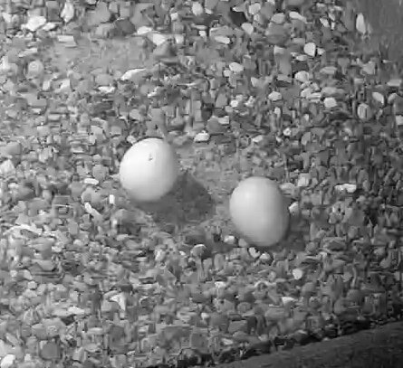 At 4:15 this morning: no chicks yet but hatching seems to be in progress. It's a slow business.