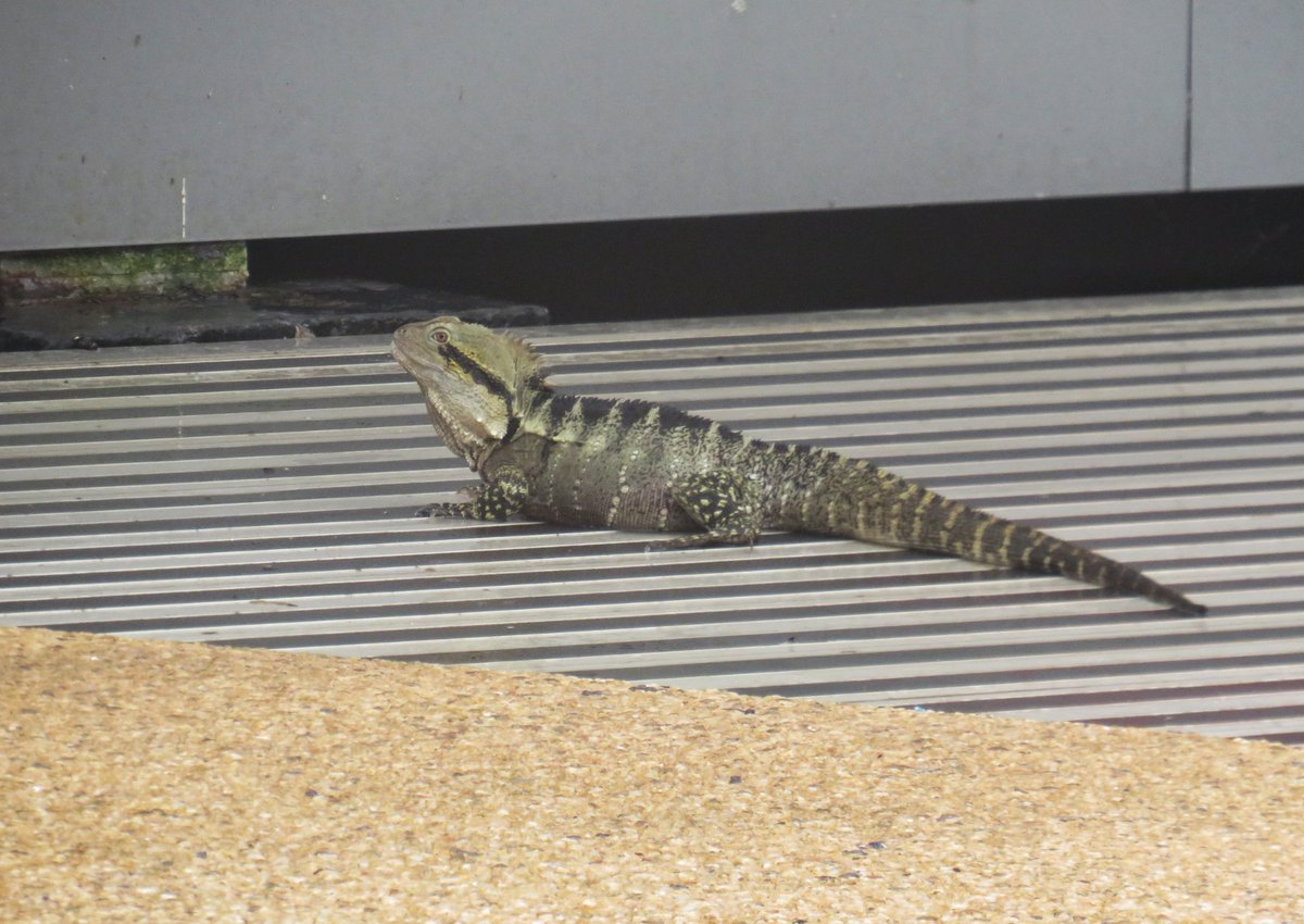 🐉🧵
I went into the city on Saturday, and walking back along South Bank I did see quite a few water dragons, including this guy by the big Ferris wheel. He's quite large though possibly a bit truncated in the tail department?