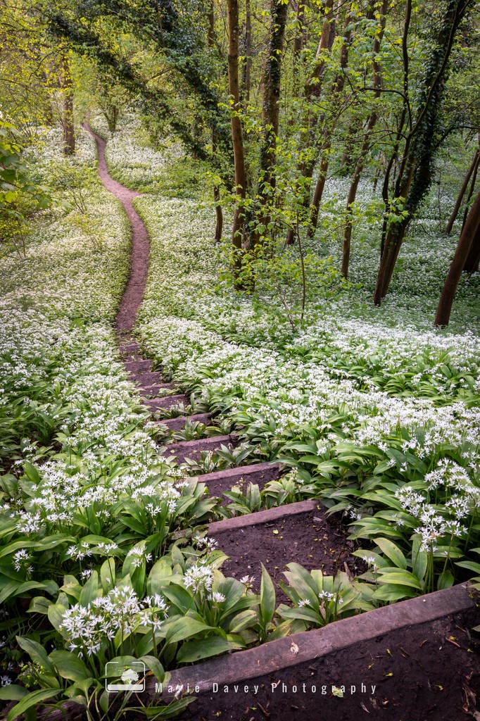 The most impressive display of wild garlic that I've seen, and somewhere that is definitely a spring highlight.

The smell is incredible, and I left here, after a few hours, feeling incredibly hungry! I get the feeling I will return here every year

#wildgarlic #surrey #spring