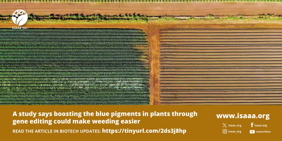 A University of Copenhagen study says changing the color of crops using #geneediting could help robots differentiate crops from weeds. Read details in #BiotechUpdates: tinyurl.com/2ds3j8hp