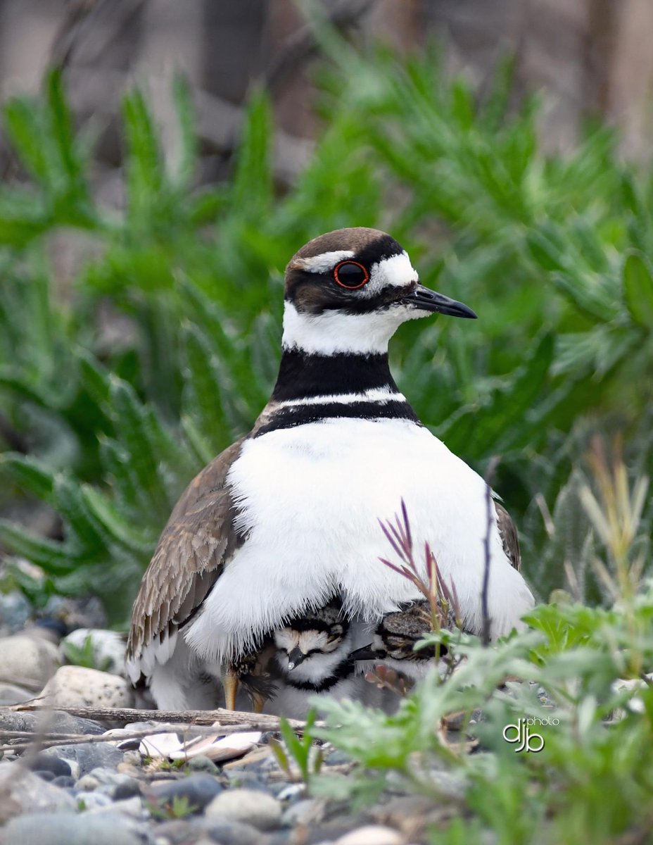 Killdeer on chicks. 500mm cropped so I wasn’t so close to scare it. 
#birdphotography #BirdsOfTwitter #BritishColumbia #NaturePhotography #nikonphotography #TwitterNaturePhotography