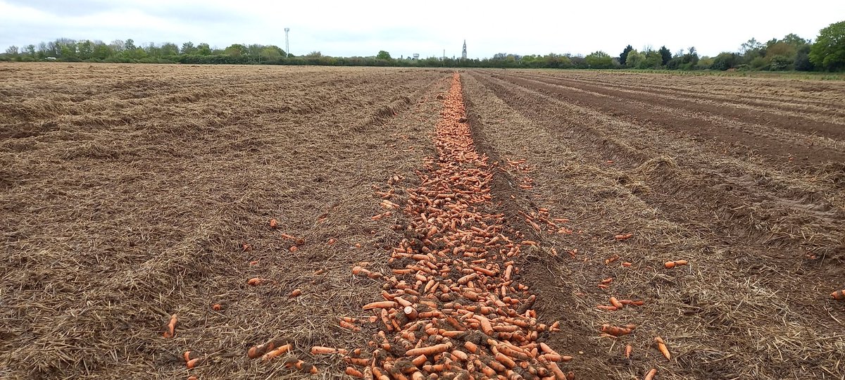 Harvesting mishap or in-field rejects? Either way, that's me sorted for carrots.