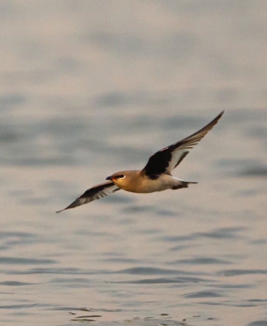 Graceful Wings Over Narayani: The Collared Pratincole's Flight in Chitwan