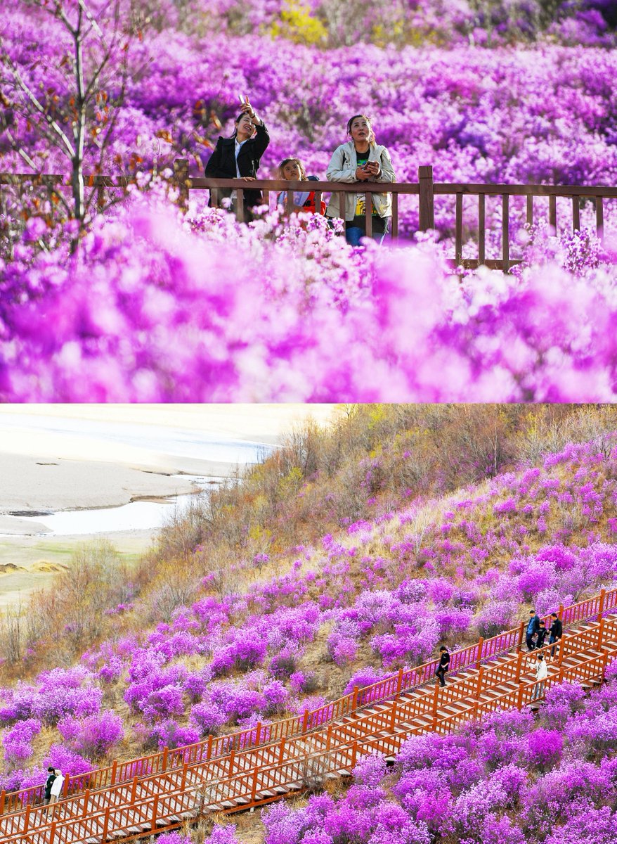 Discover the enchanting spectacle of rhododendrons blooming in Zhalantun City 扎兰屯. This natural wonder paints the landscape with vibrant hues, offering a unique and unforgettable experience for travelers seeking adventure off the beaten path. 🌸🏞️ 
#OffTheBeatenPath