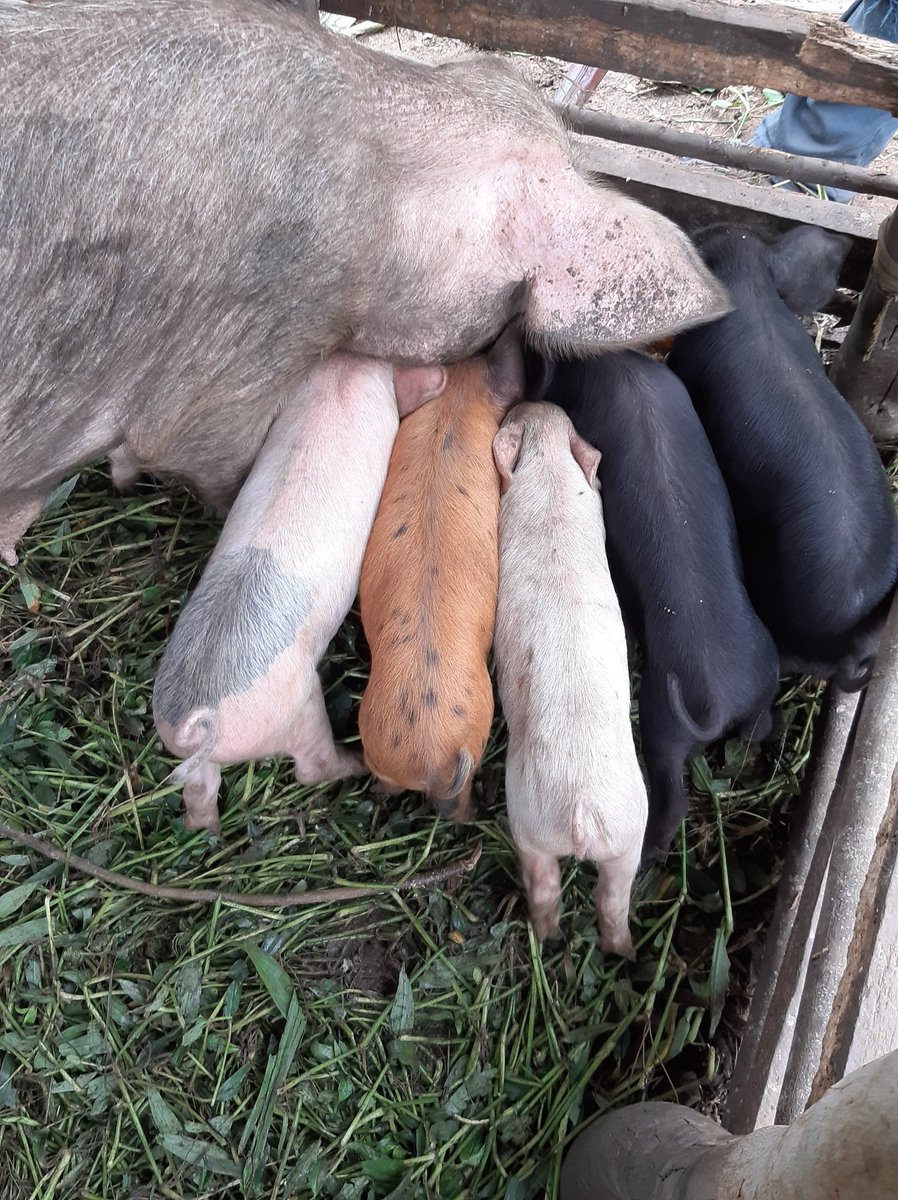 Sale Sale,2 months Exotic piglets breed going at 50k each.DM if interested,only within Lilongwe📌