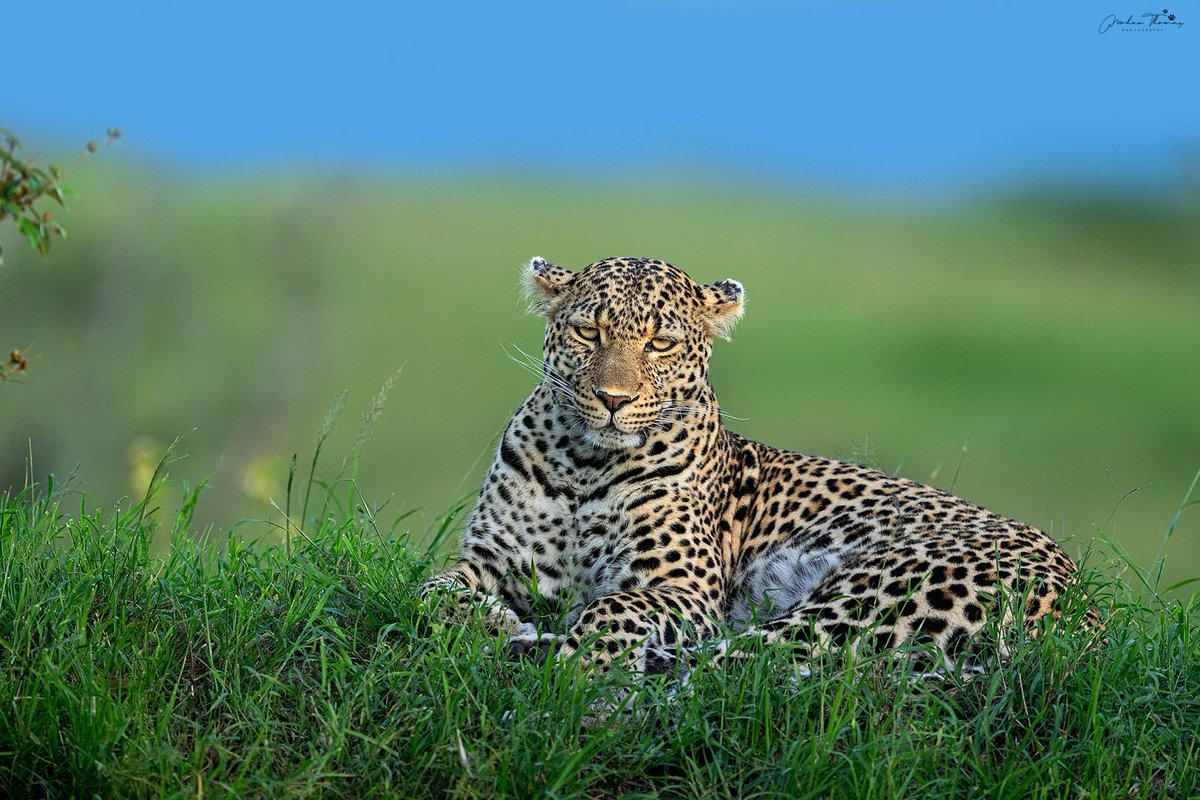 Leopard Masai Mara @NikonIndia #nature #wildlife #leopard #wildlifephotography