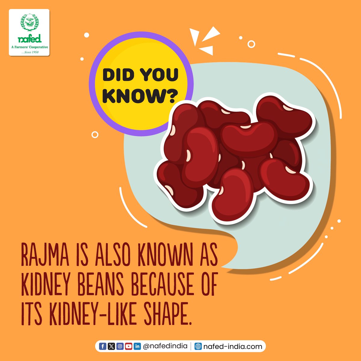 Rajma, a staple in many cuisines, is nicknamed 'kidney beans' because of its resemblance to kidneys. These legumes are commonly used in curries, adding both flavor and nutrition to dishes.

#NAFED #NAFEDIndia #didyouknow #kidneybeans #rajma #facts