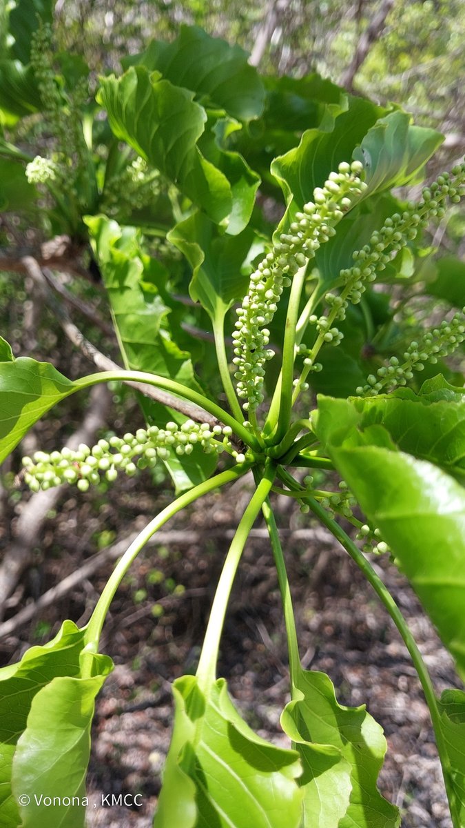 POTD - Terminalia calcicola (IUCN LC), #Myrtales, #Combretaceae, tree #endemic to #Madagascar recorded in #Antsiranana_province #Diana region @WestonFDN