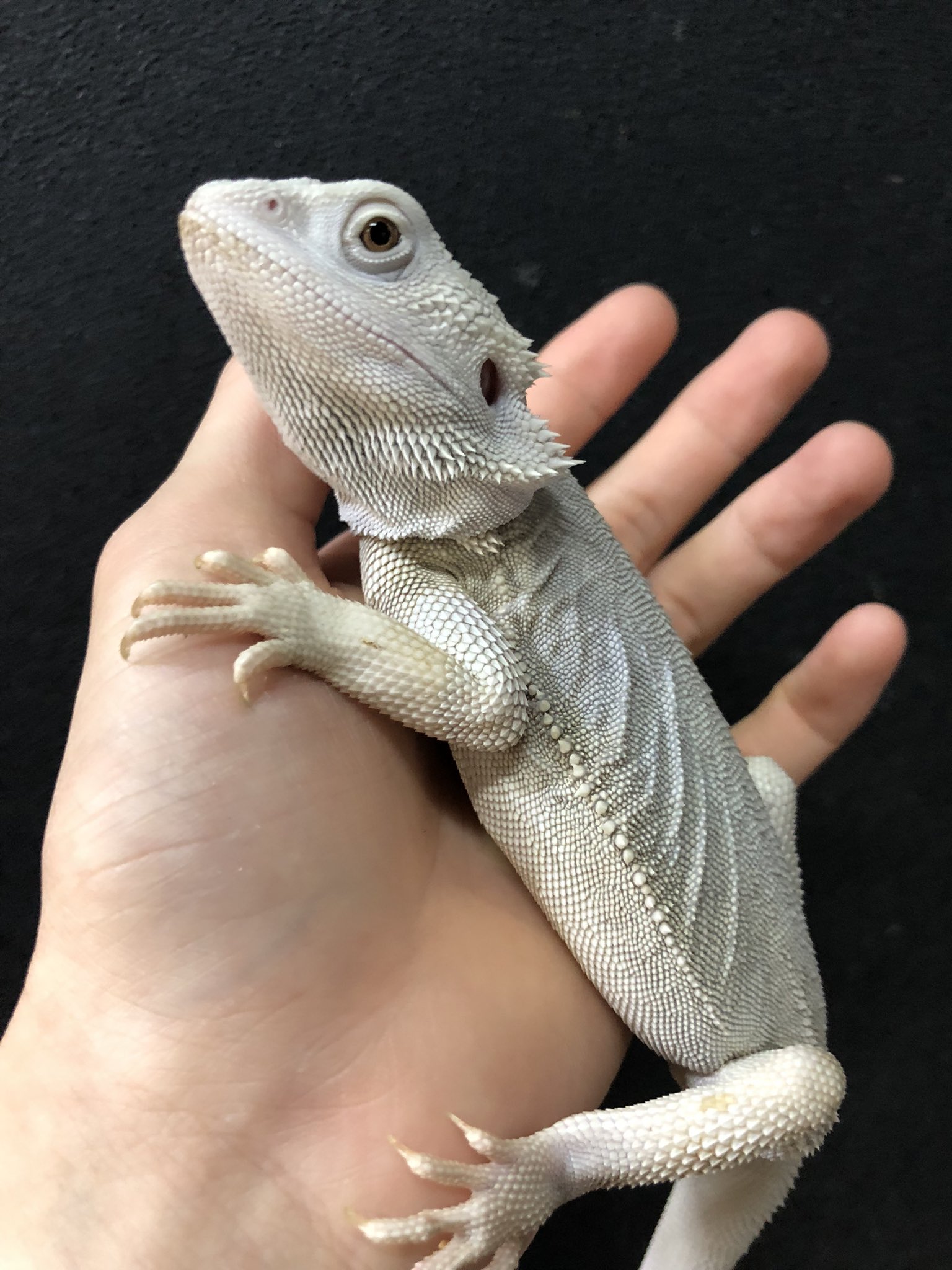 フトアゴ様。確認用 Amazon | フトアゴサンド 2L 床材 乾燥系 爬虫類 無着色 天然