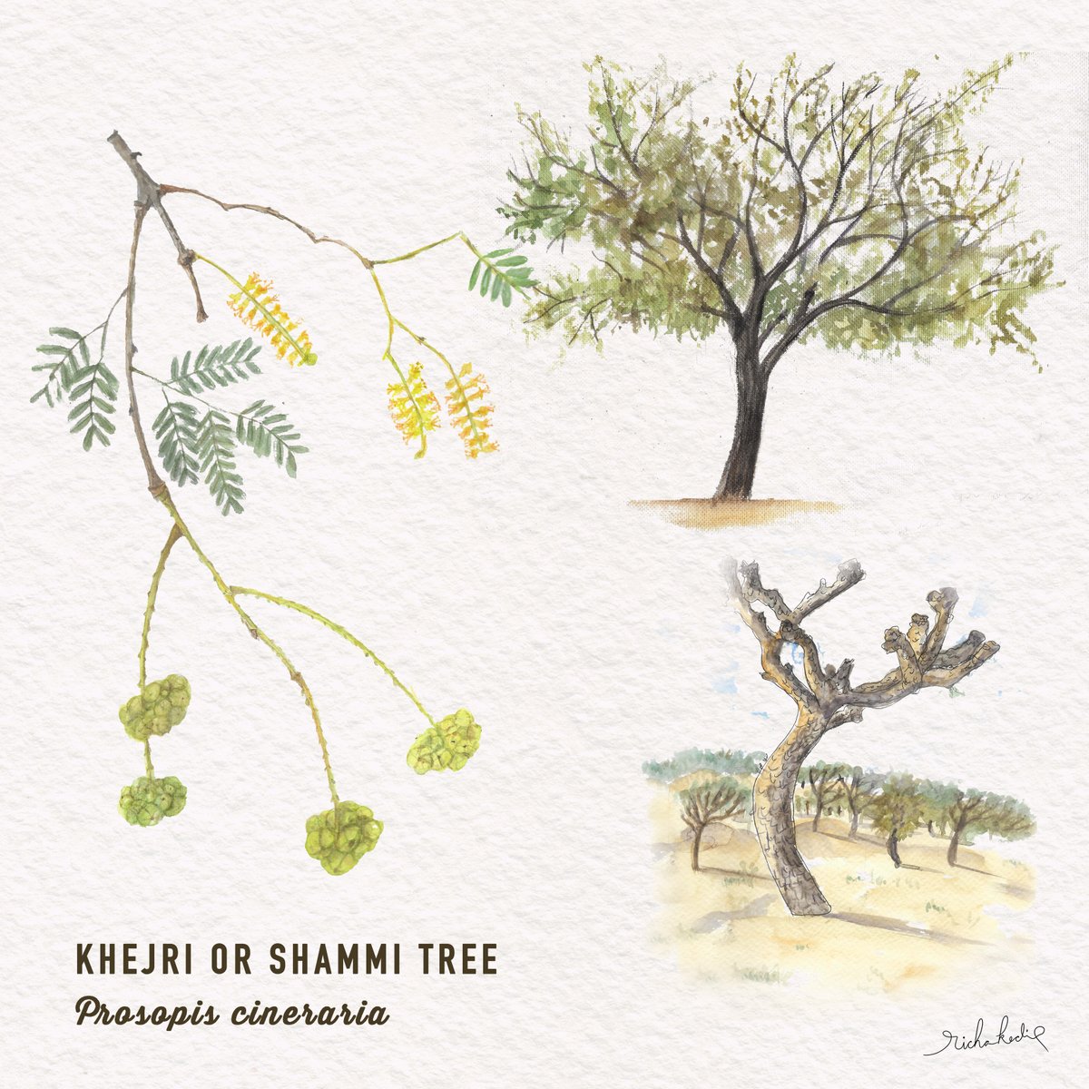 Each tree is a saga. #Khejritree is the state tree of Rajasthan and a lifeline for the desert #ecosystem as it provides food and shelter to many animals. It is used by humans for its fruits-Sangri and each part of the tree as medicine. #Rajasthan #treesofindia #botanical