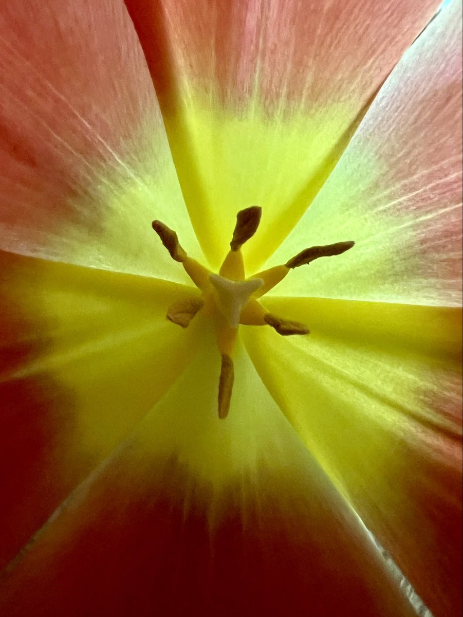 @DailyPicTheme2 This tulip center looks #neon yellow to me. #dailypicturetheme #MacroMonday