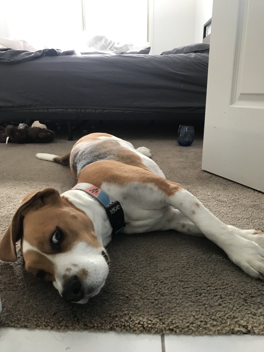 #beagle