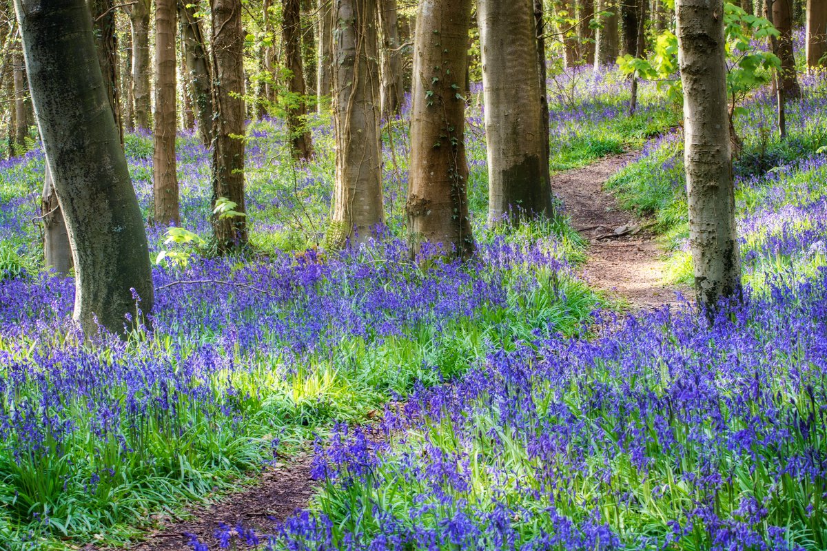 Aghnamoira bluebells, County Down hibernialandscapes.com