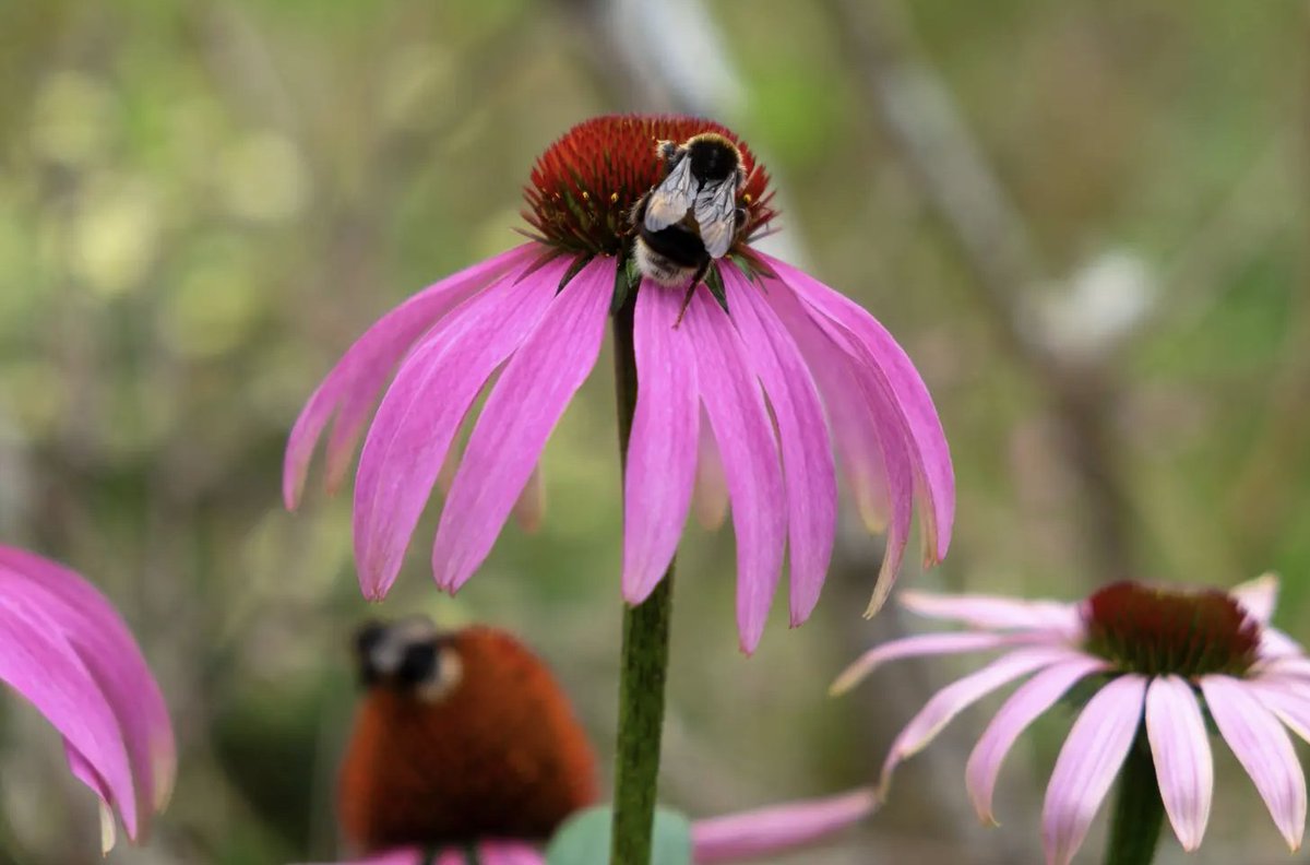 Let's kick off National Gardening Week with some easy-breezy tips to help your garden and the planet thrive!

Read here👇
smileymovement.org/news/how-to-ma…

#UNSDG #SDG13 #climateation #SDG15 #lifeonland #garden #nationalgardeningweek