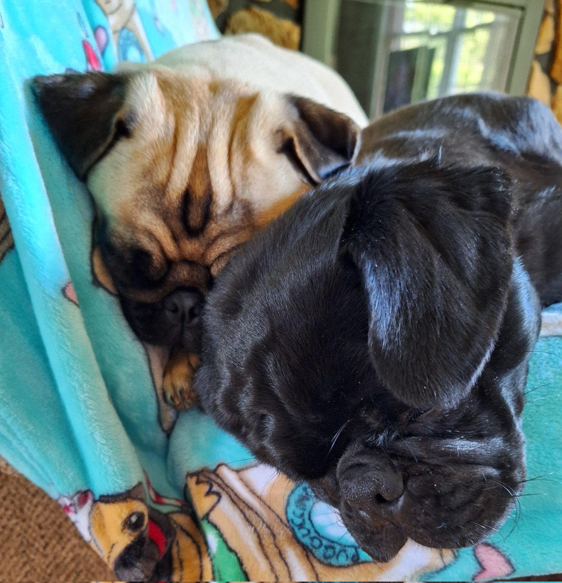 #MondayMood 
We're gonna stay right here on the recliner & let Monday pass on by.  How bout' you? #puglife #dogsoftwitter #dogsofx #pugsoftwitter #sleepy #pugs #Zinny #Winny #HappyMonday #TwitterFriends