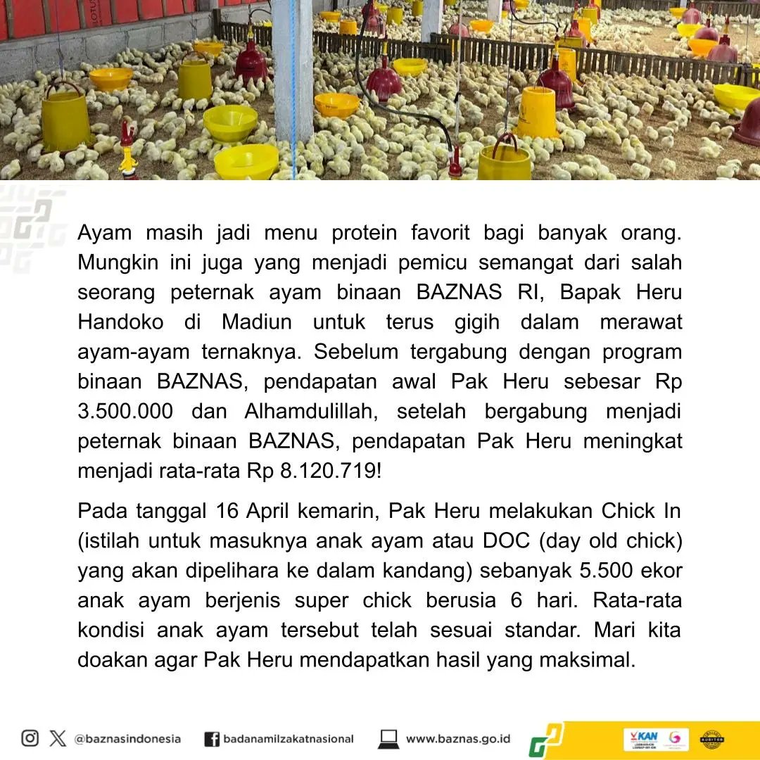 Pak Heru Handoko, peternak binaan BAZNAS RI dari Madiun, membuktikan bahwa dengan semangat dan dukungan, pendapatannya bisa naik lebih dari 2 kali lipat! 🐔💰