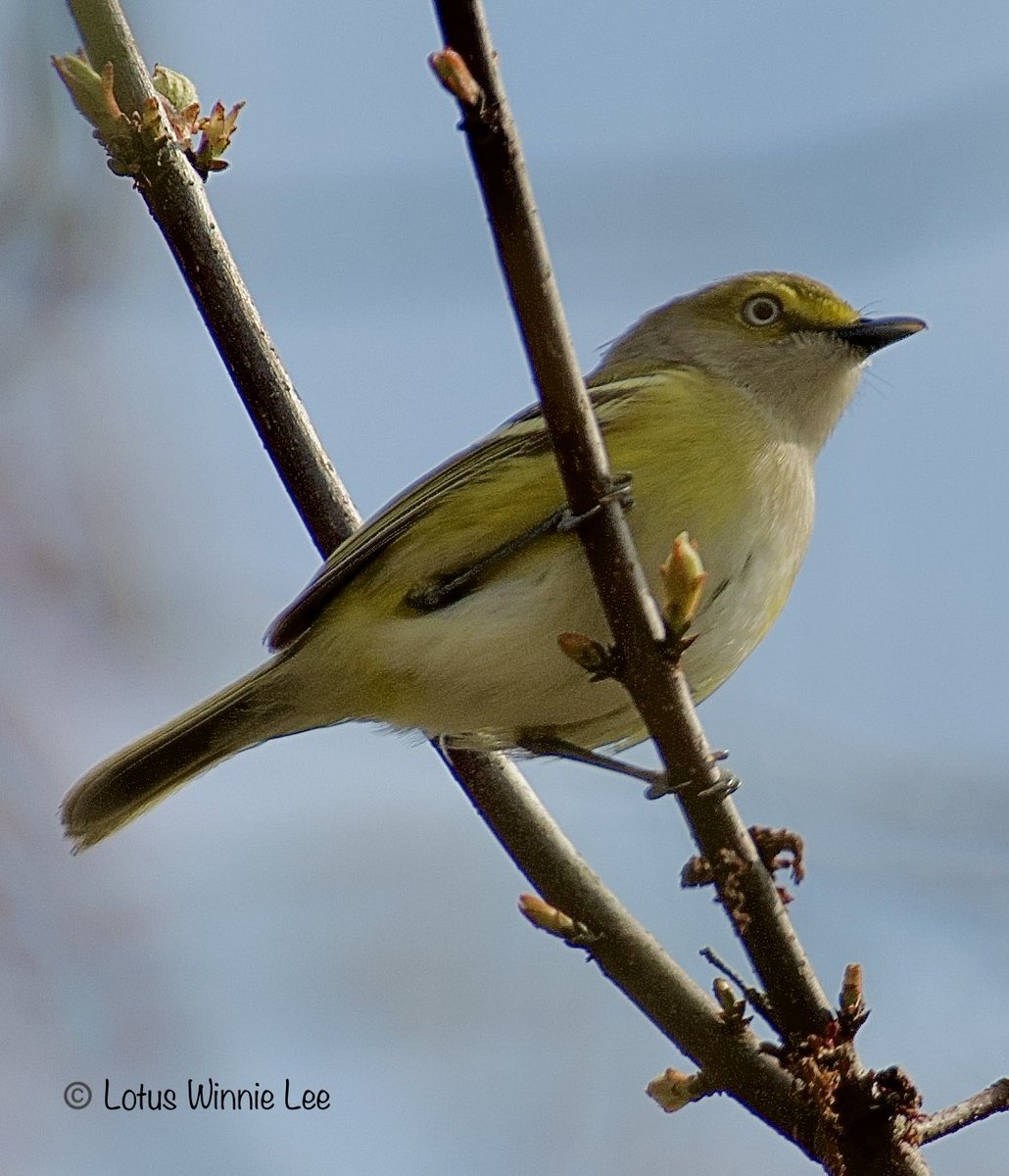 My FOS White-eyed Vireo on Long Island on Sunday 4/28/2024, many thanks to my great sister ⁦@HueNyet⁩ for helping me to find this awesomeness ! It was extremely challenging to photograph this bird, always high, behind tree branches and terrible light. #whiteeyedvireo #vireo