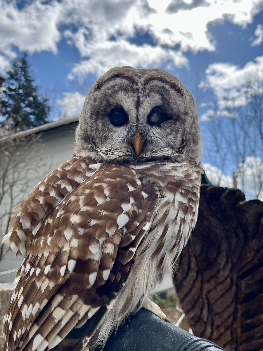 Archer #barredowl #owl #birds #birdsofprey #wildwings #wildwingsinc #mendonponds #mendonpondspark