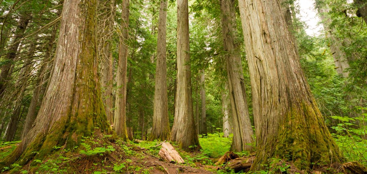 🌲 Old-growth forests are irreplaceable carbon sinks, storing billions of tons of CO2. Conserving these areas is critical for combating climate change. #OldGrowth #ClimateAction