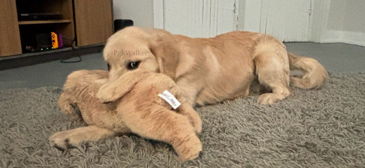 I have a new stuffie and he looks just like me!!!!!!!!!!! Where does he end and I begin?!?!?!?!?  #WeAreTwins #LoveAtFirstSight #CuteyPatootie

#DogsOfTwitter #GoldenRetrievers