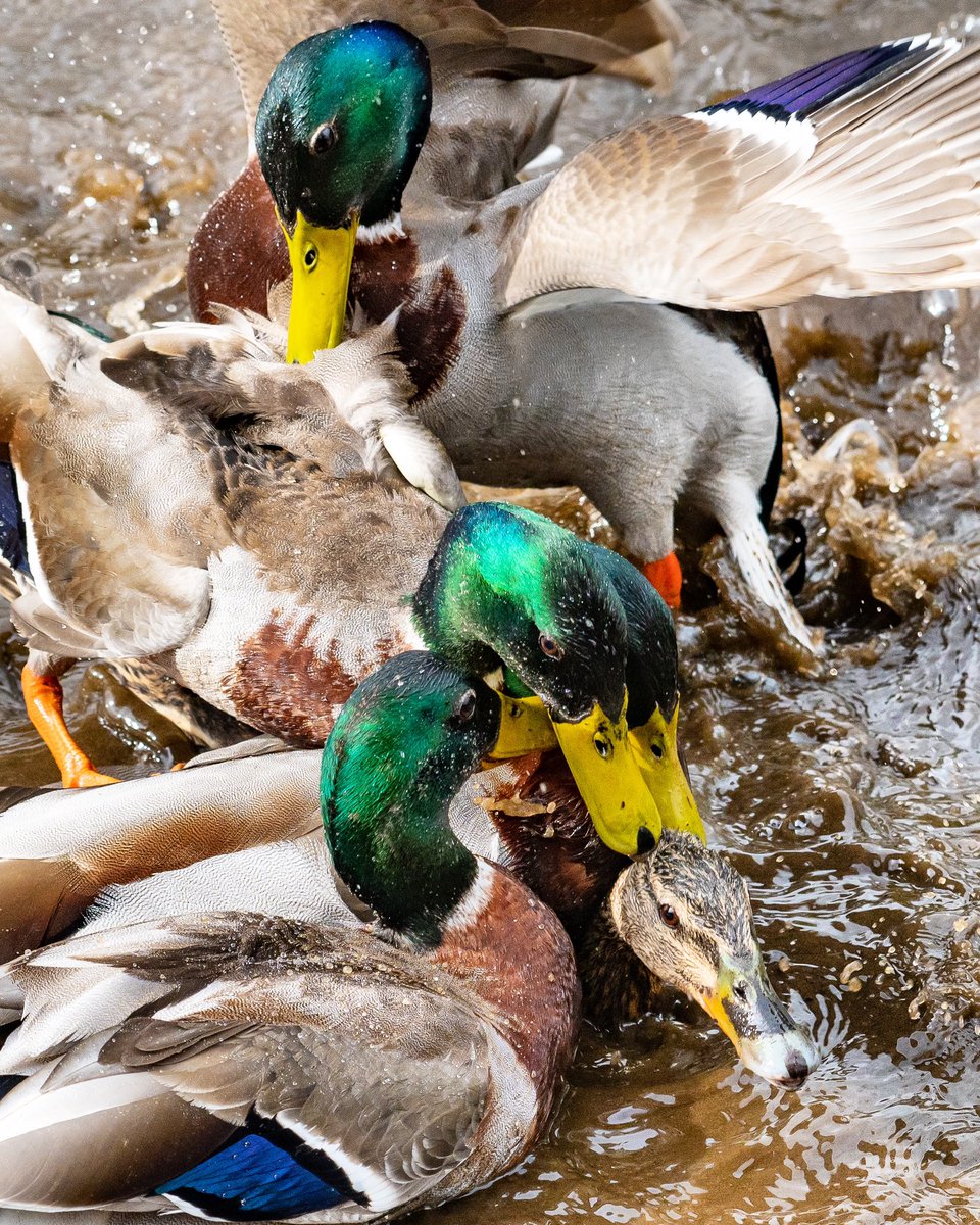 Ducks causing a commotion during breeding season on the mill pond.
#ducks #mallards #kirkmillpond #millpond #birds #waterbirds #nikon #nikkor #ohotography #wildlifephotography