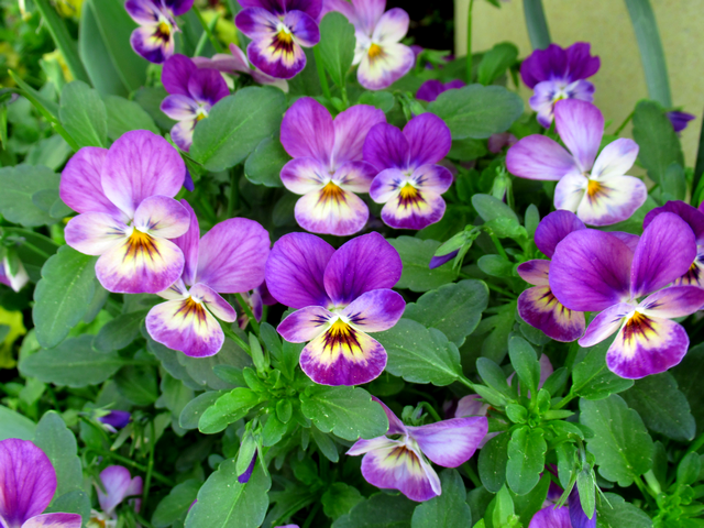 Hello Twittland 
Joyeux #lundifleuri  #Happy day

#JamaisSansLesFleurs #NaturePhotography