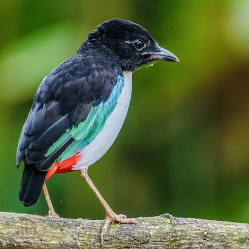 This is the Ivory-breasted pitta bird. It is endemic to North Maluku in Indonesia. Let’s make it a global symbol of Anti-Zionism. youtu.be/UvzQ7B1RFkA