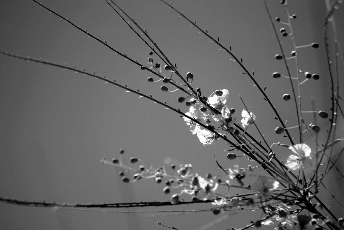 Saguaro blossoms. Shot with my #pentax 645 using @ILFORDPhoto FP4+ #film  #photography