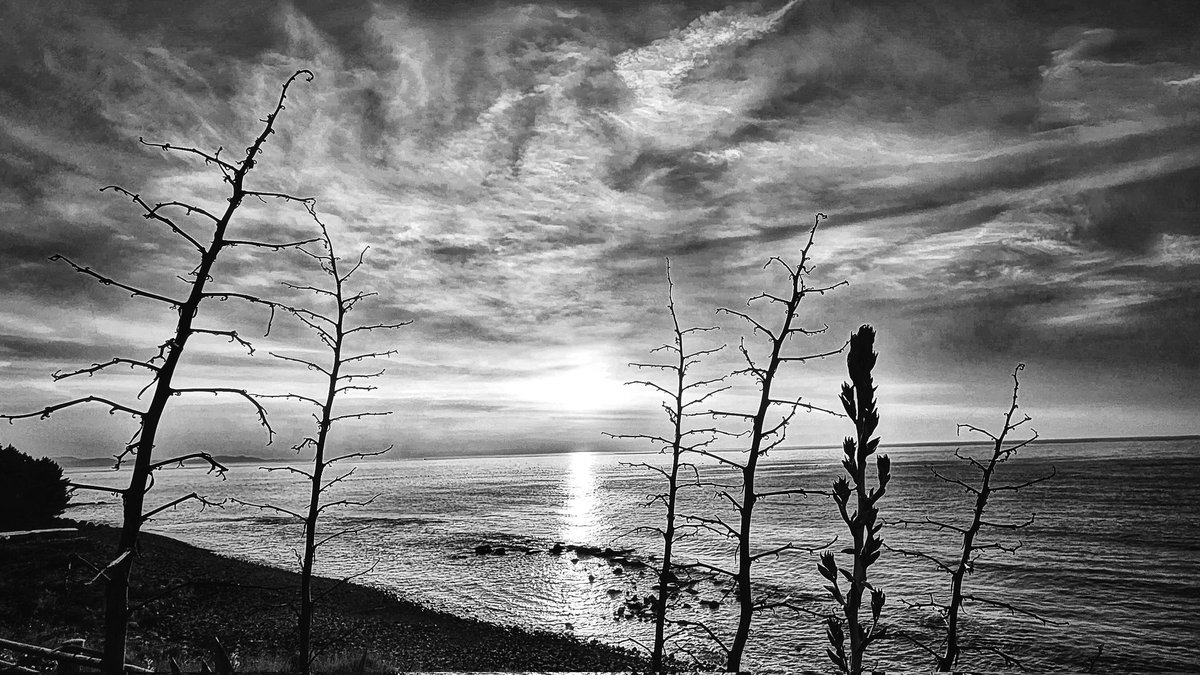 Sunrise on the sea.
New Zealand flax on the cliff.