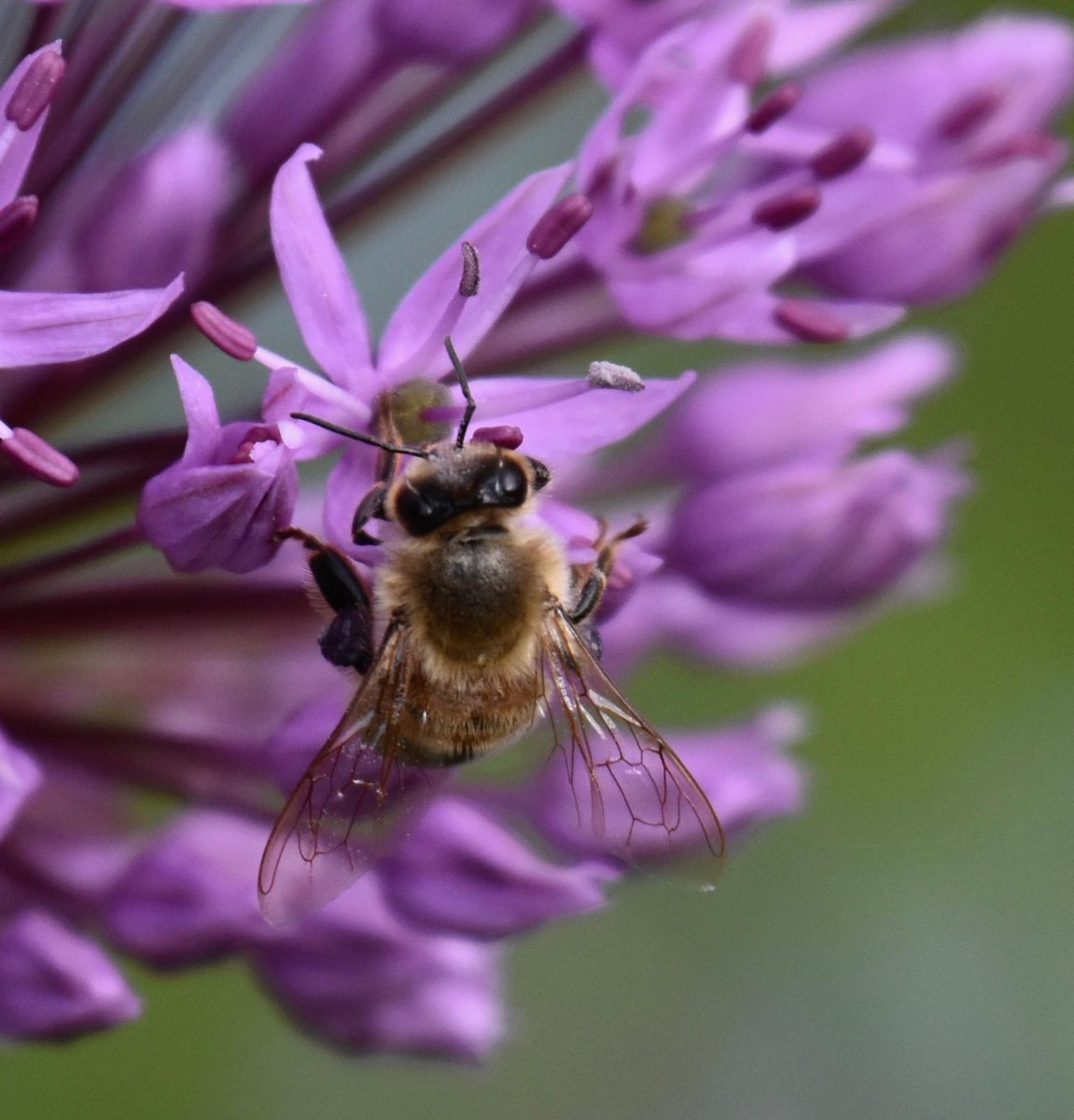 Good morning and happy Monday everyone 🌸🌺🌸🌺🌸🌺🌸🌺#NatureBeautiful #nature #Flowers #FlowersOfTwitter #Monday #Spring2024 #insects #MacroMonday #Macro #Nikon #nikonphotography @UKNikon