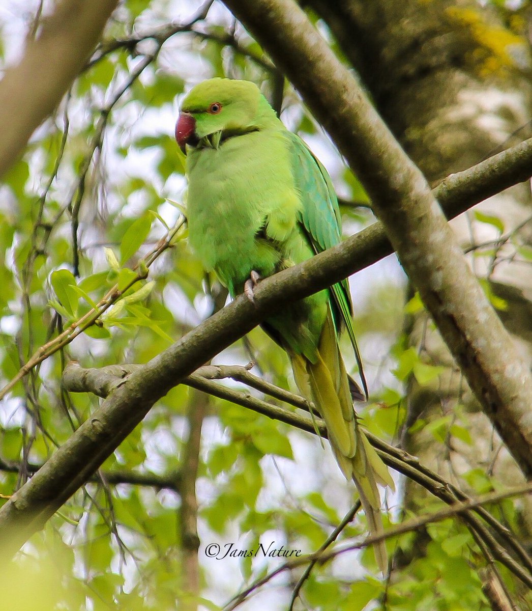 I see them pretty much every time I walk my patch, and I love how their colours blend in with the fresh new growth on the trees. Ring Neck Parakeet.