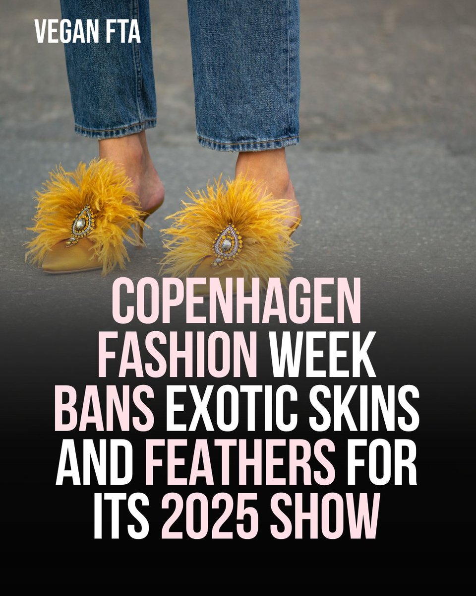 Copenhagen Fashion Week Bans Exotic Skins and Feathers for its 2025 show. 🥳 👉️ Read more: veganfta.com/2024/04/04/cop… #copenhagenfashionweek #fashionweek #feathers #snakeskin #crocodile #vegan #animals #fashion #animalrights