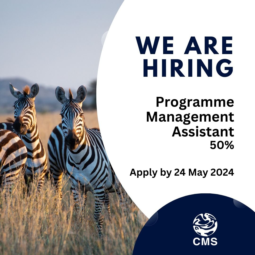 #JobOpening: Programme Management Assistant (part-time 50%) Join us at the CMS Secretariat @UNBonn and contribute to international species conservation! #Applynow by 24 May 2024! careers.un.org/jobSearchDescr…