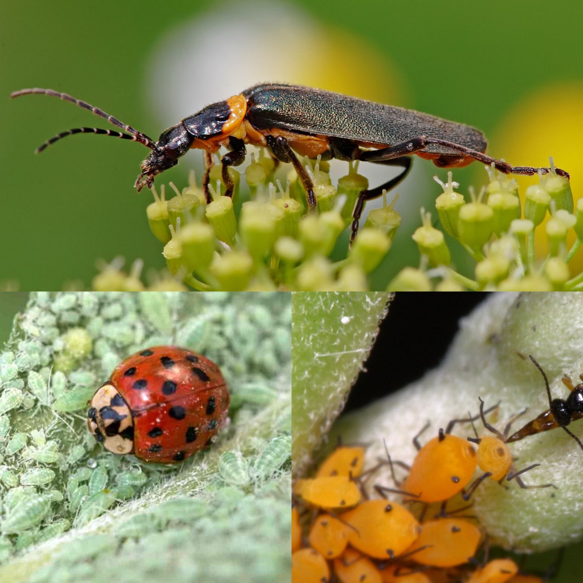 7/12.🪲 METHOD OF CONTROLLING APHIDS
Natural predators:  Many insects and animals, like ladybugs 🐞, lacewings, and hoverflies, enjoy munching on aphids.