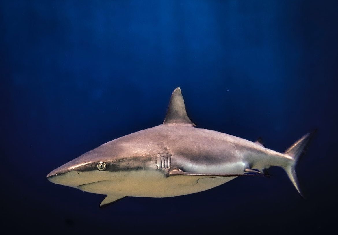 Grey Reef Shark, photographed by Instagrammer victoriastokes.photography 

#sheclicksnet #femalephotographers #women #photography #femalephotographer #marinephotography #underwaterphotography #wildlifephotography #shark #greyreefshark