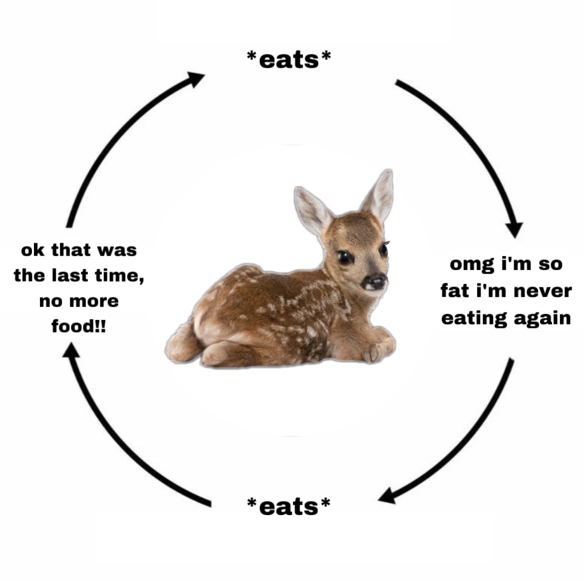 the cycle of life