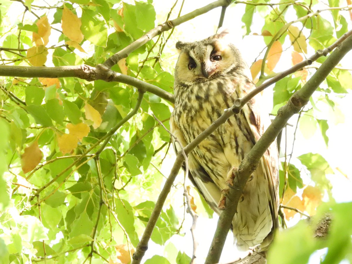 プチ遠征、その1
2024/4/29
トラフズク、幼鳥、親鳥　
Long eared Owl
#birders_gallery   
#universal_bird