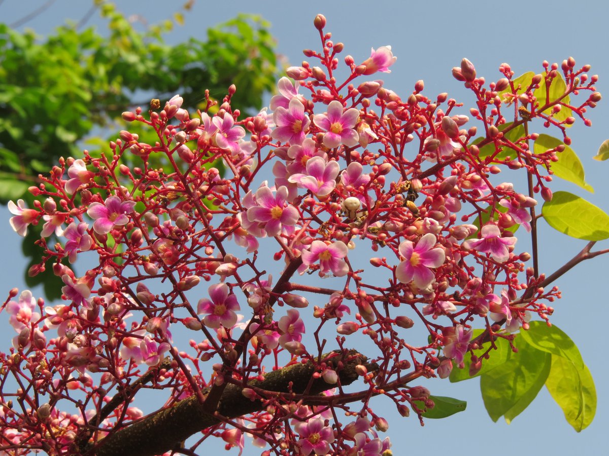 スタ－フル－ツの花ですのニャ－♪ ＃石垣島　＃西表カイネコ